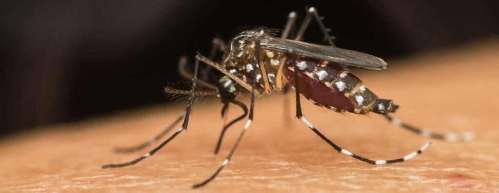 Dengue e outras arboviroses podem impactar em R$ 20 bilhões a economia do Brasil