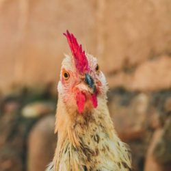 greve-das-galinhas-ovos-caros